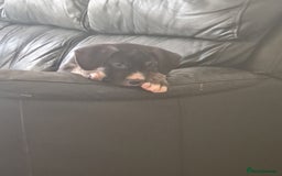 Cane Corso dogs for sale: Cane corso x - Image 8