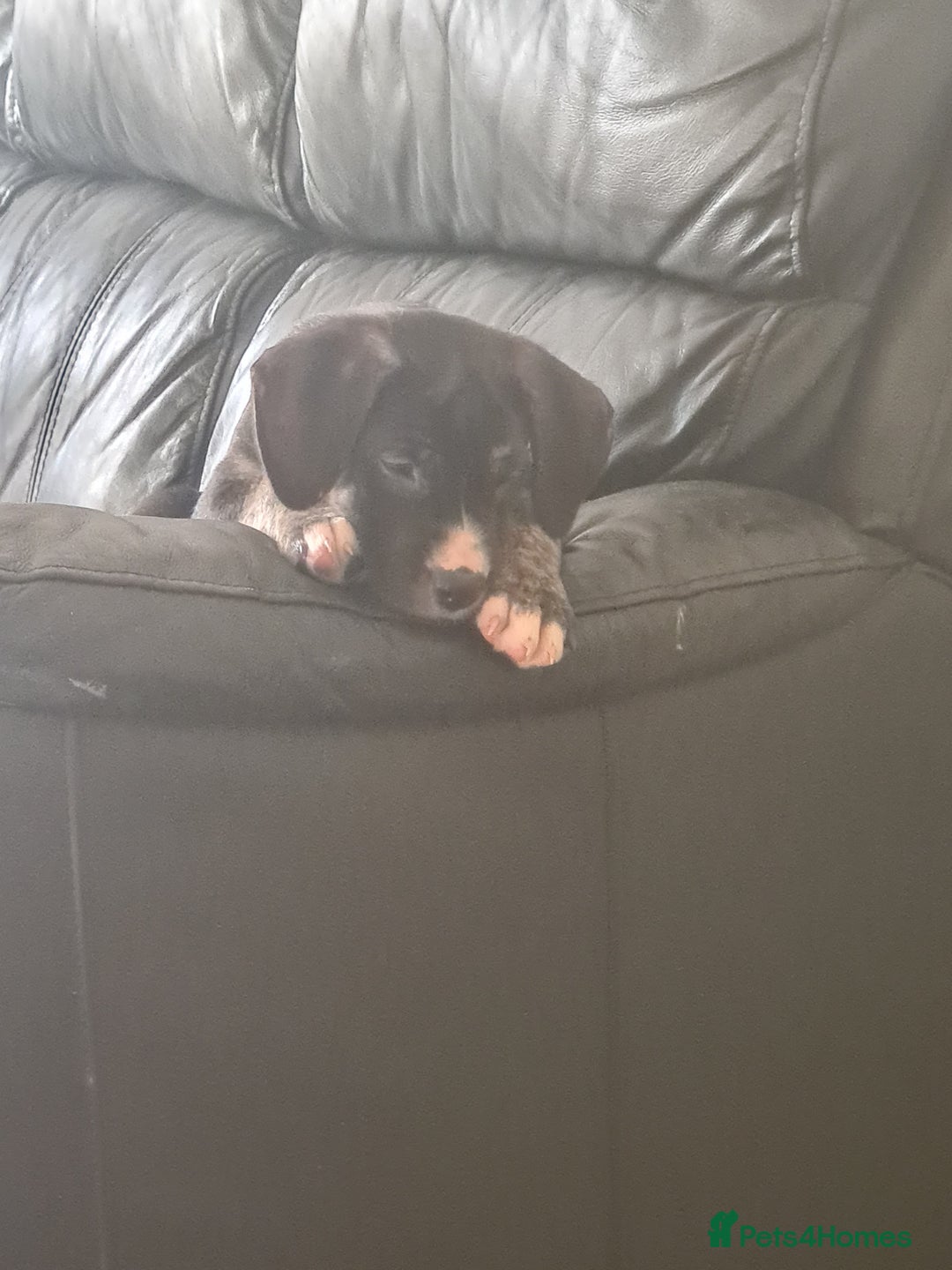 Cane Corso dogs for sale: Cane corso x - Image 8