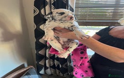 Dalmatian dogs for sale: Dalmation Puppies For Sale - Advert 14