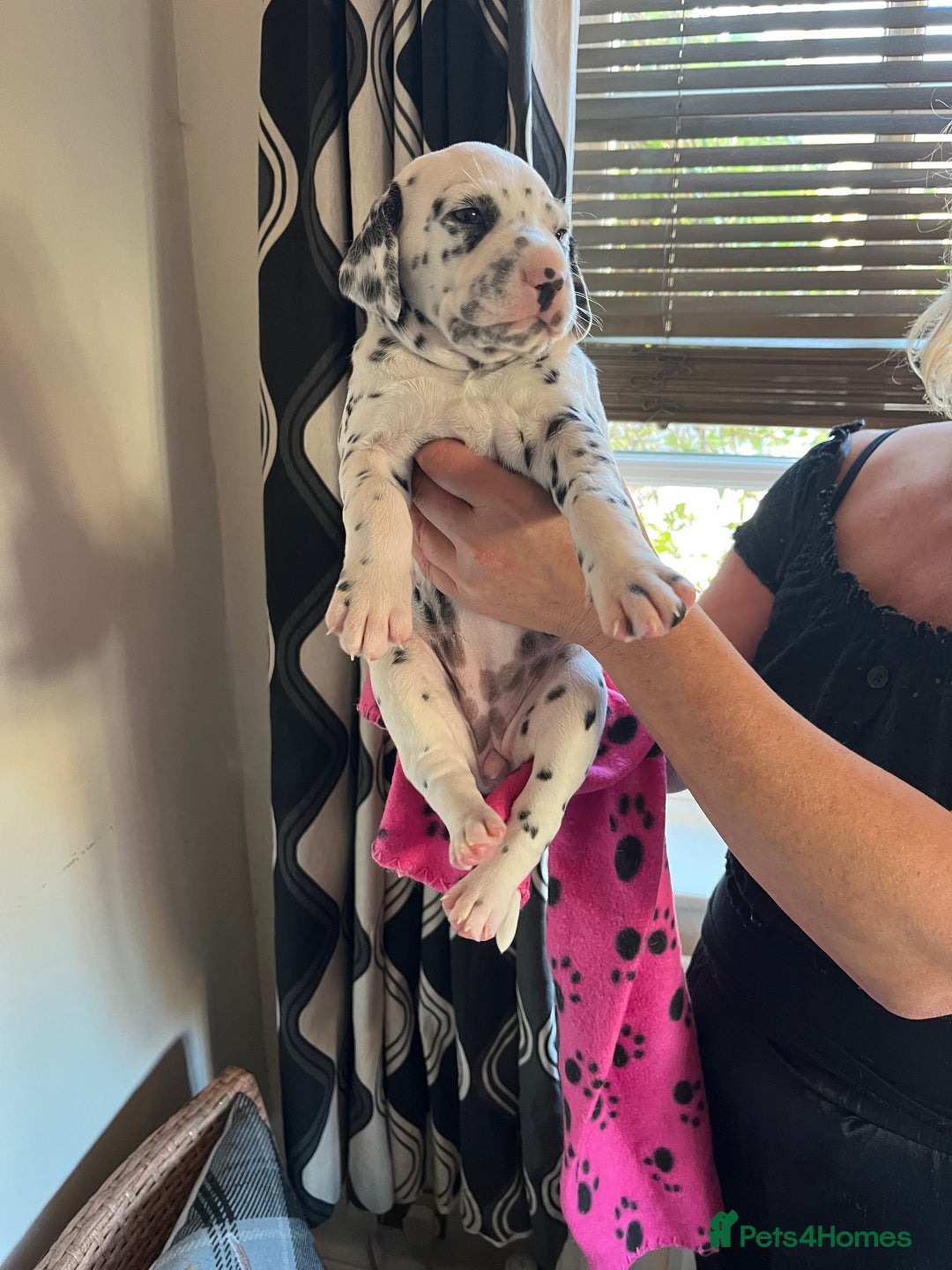 Dalmatian dogs for sale: Dalmation Puppies For Sale - Advert 14