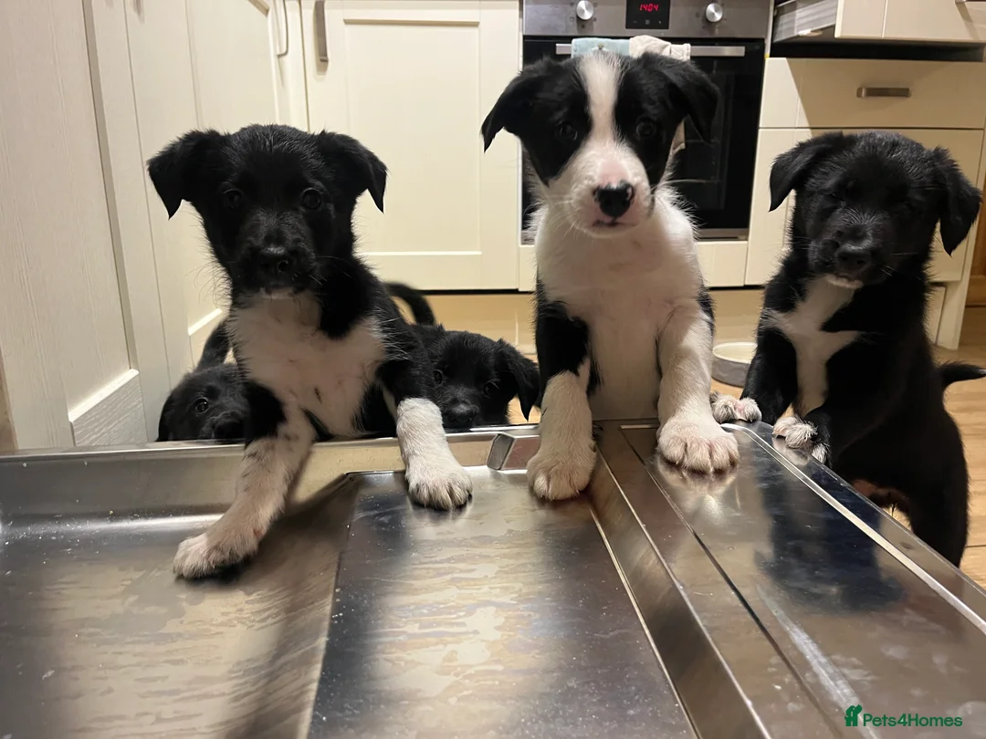 Border Collie dogs for sale: 1 male border collie in Llansantffraid - Advert 3