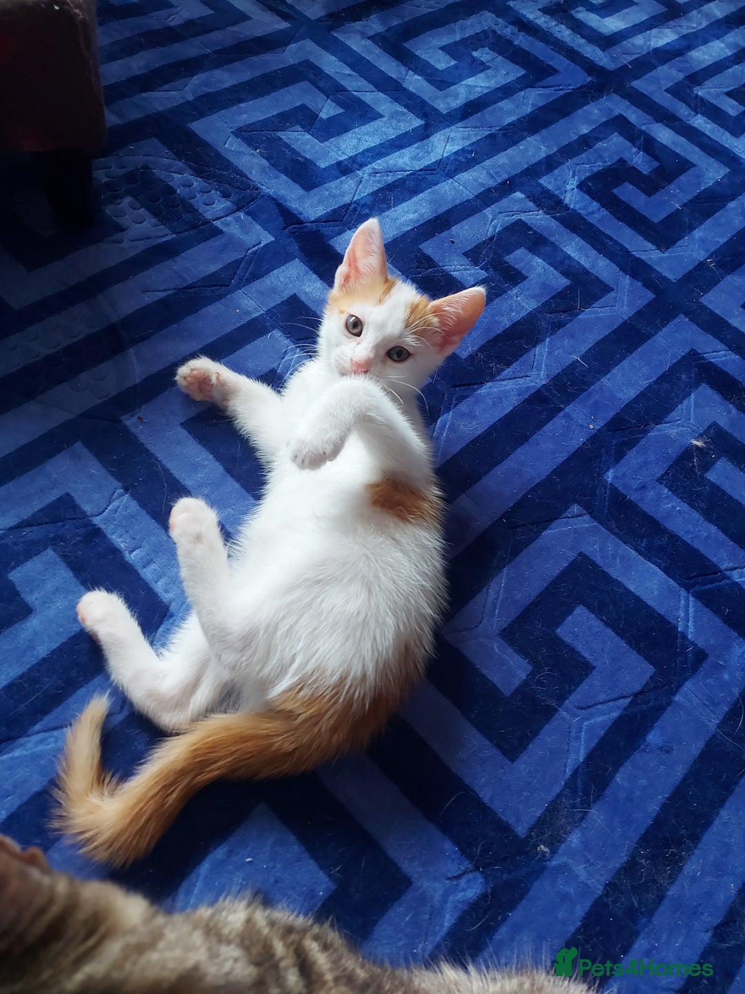 Mixed Breed cats for sale: Beautiful little boy  - Image 2