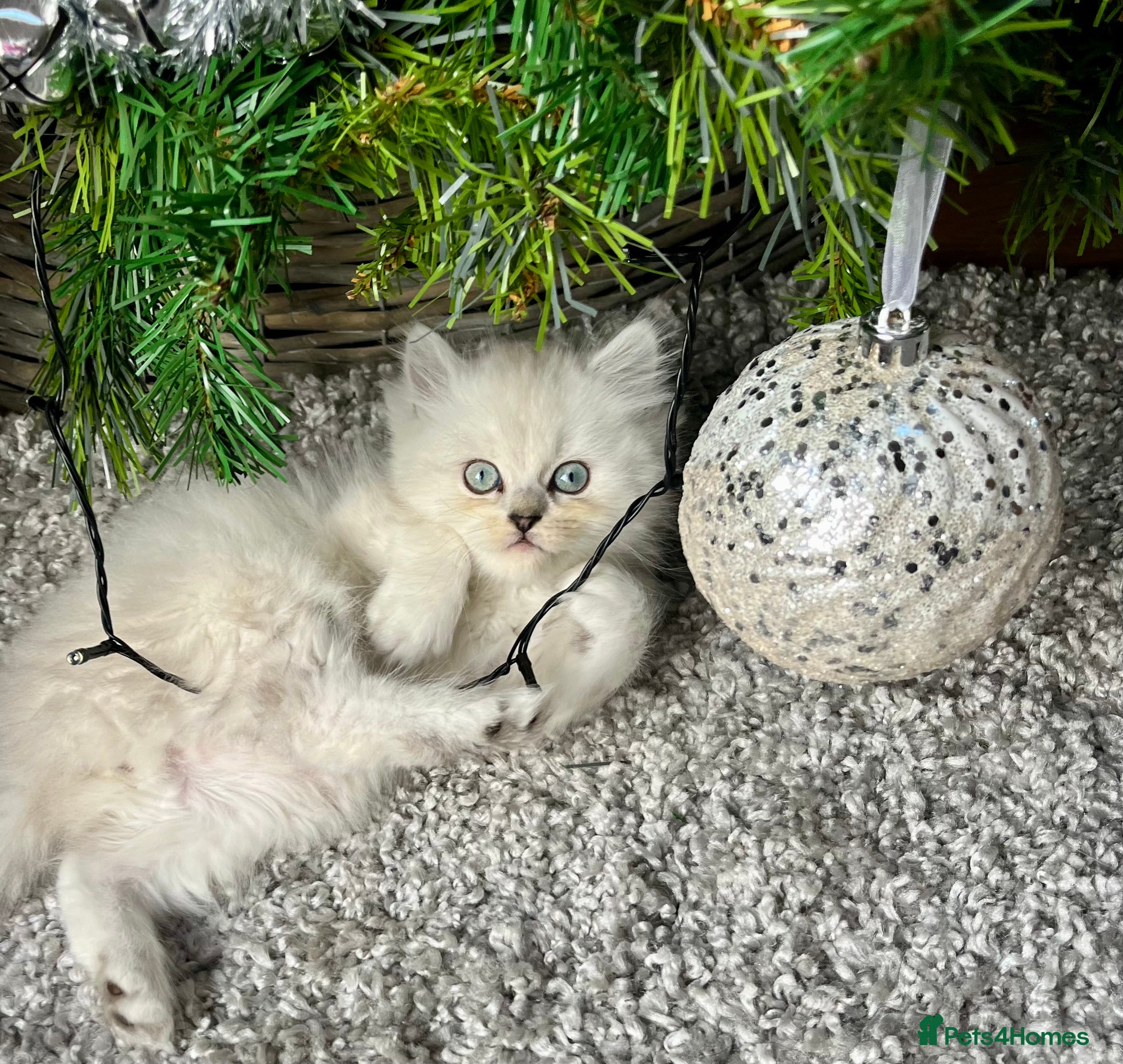 Persian cats 💕Simply Stunning PKD negative Persian Babies 💕 - Advert 1