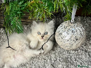Persian cats 💕Simply Stunning PKD negative Persian Babies 💕 - Advert 1