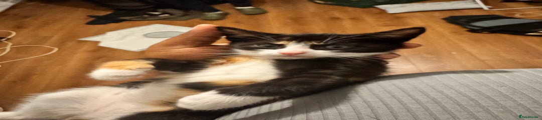 Domestic Shorthair Kitten 2