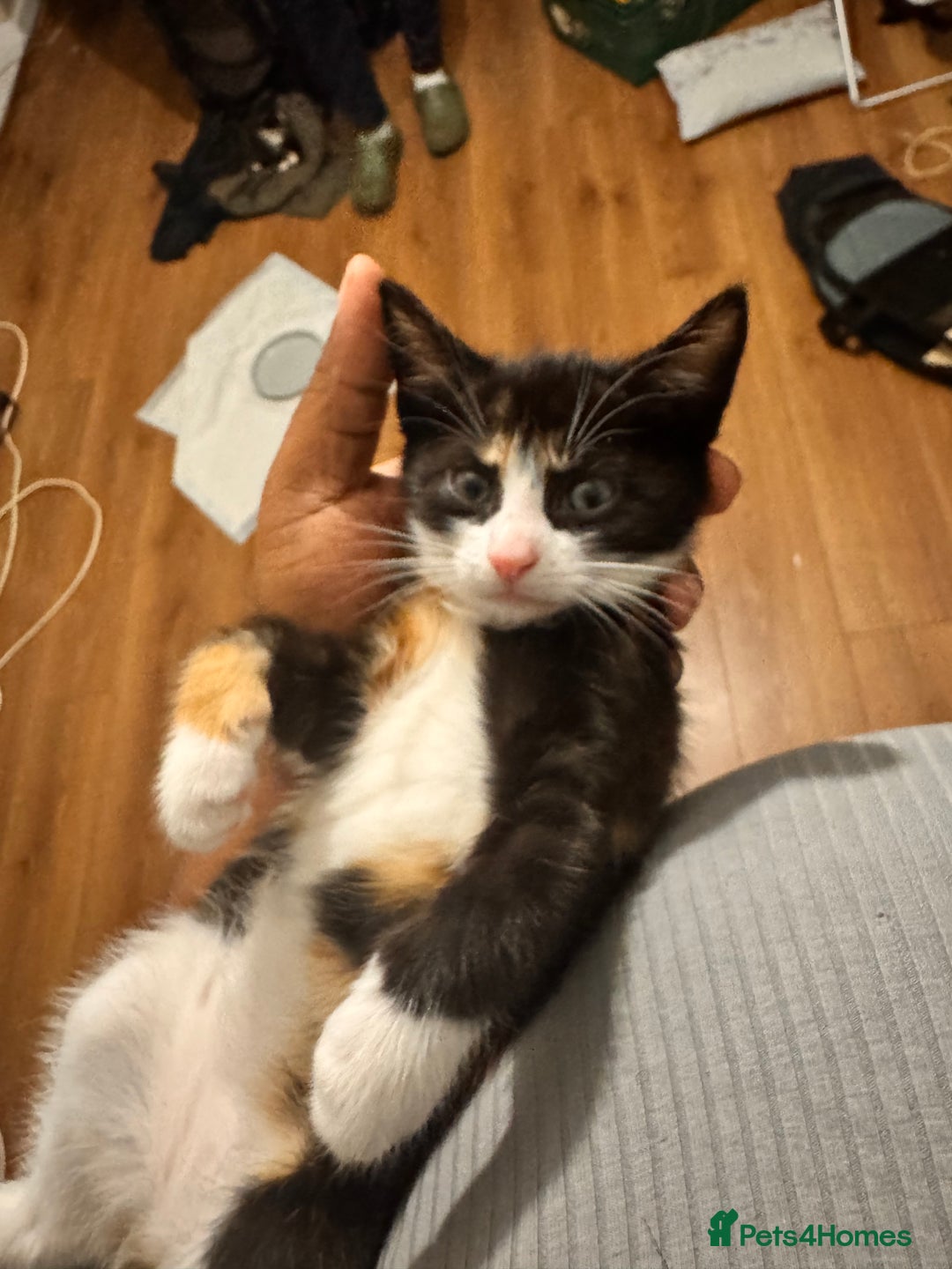 Domestic Shorthair cats for sale: 3 kittens for sale - Advert 5