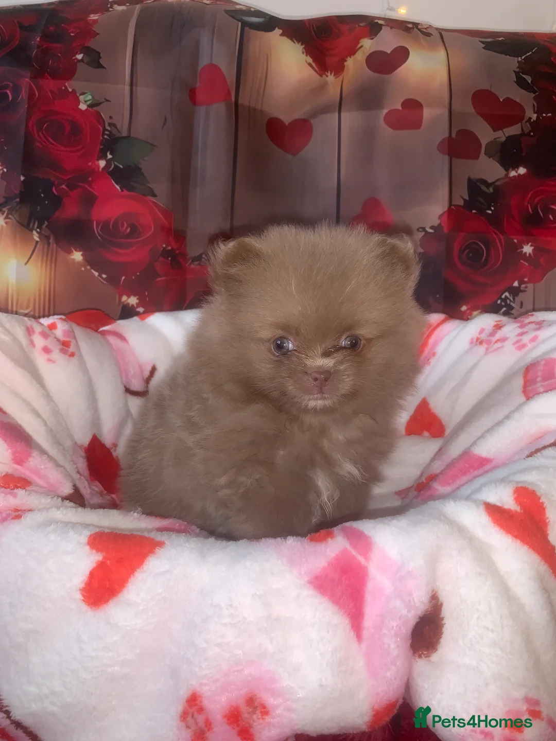 Pomeranian dogs for sale: UNIQUE BEAR FACE POMERANIAN LITTER - Advert 26