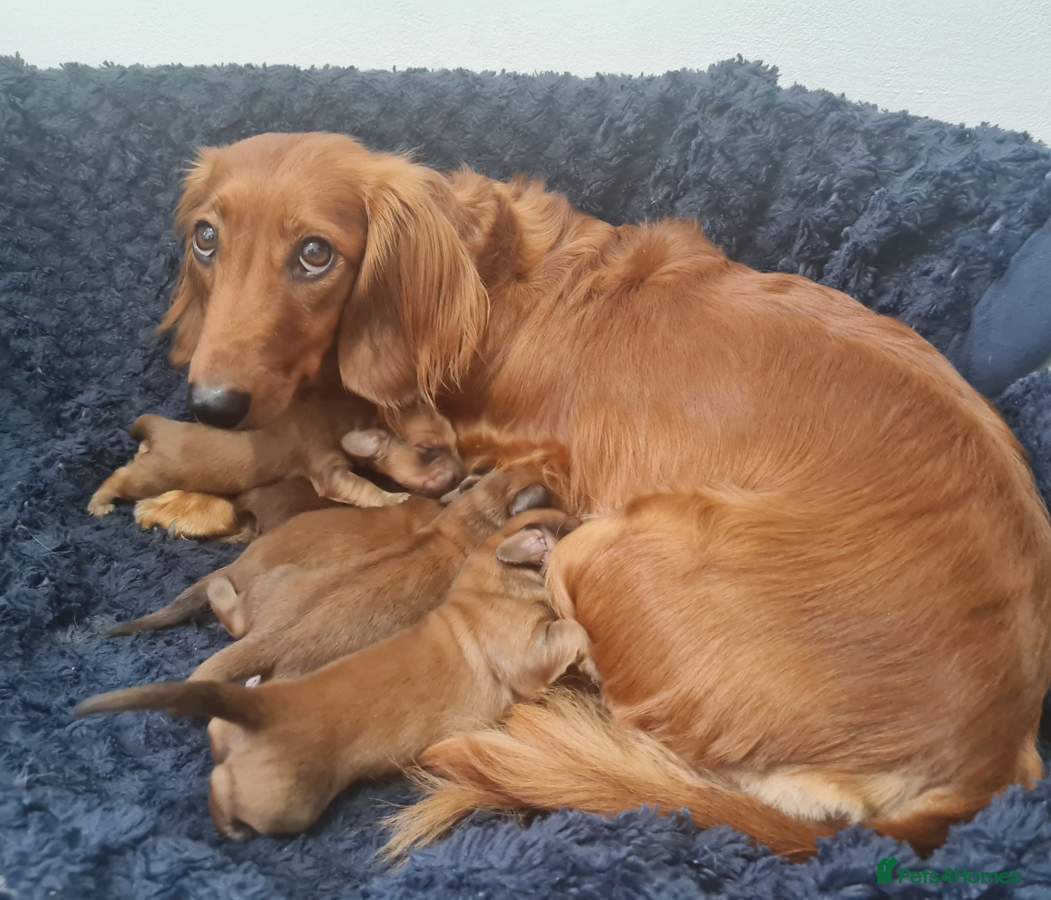 Dachshund dogs Pra clear 5 beautiful LH Dachshund puppies💗💗💗 - Advert 2