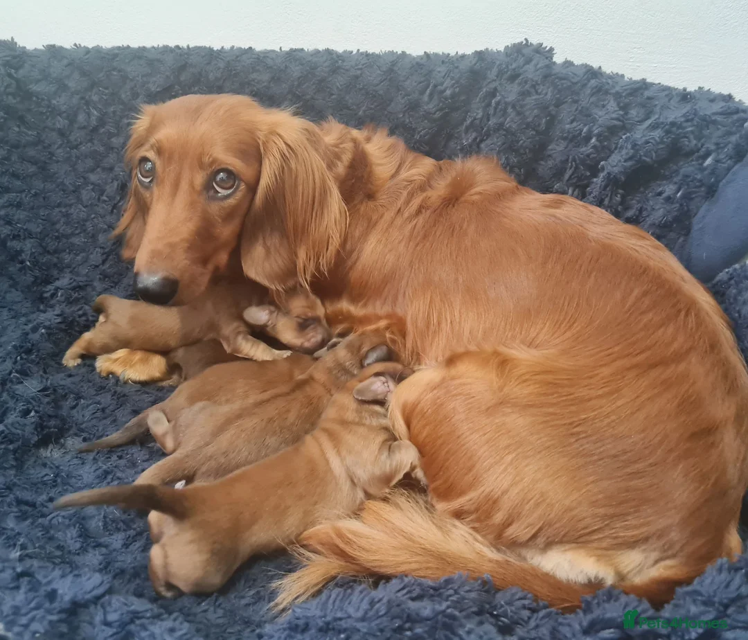 Dachshund dogs for sale: Pra clear 5 beautiful LH Dachshund puppies💗💗💗 - Advert 1