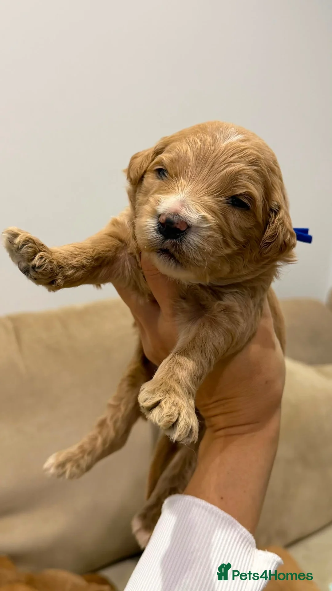 Goldendoodle dogs for sale: F1 Goldendoodle Puppies Reservations Now Open - Advert 2
