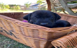 Mixed Breed dogs for sale: Italian Segugio/labrador Easter Love Affair - Image 11
