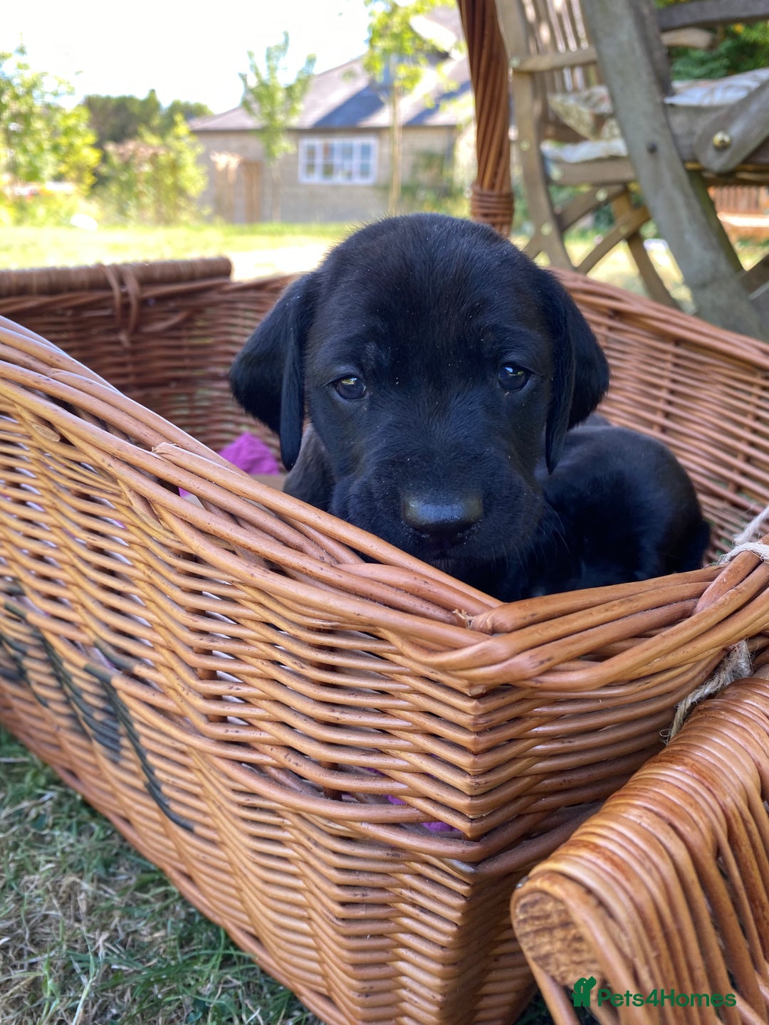 Mixed Breed dogs for sale: Italian Segugio/labrador Easter Love Affair - Image 11