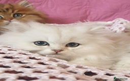 Persian cats for sale: 💖Beautiful Pedigree Chinchilla Persian Kittens. - Advert 11