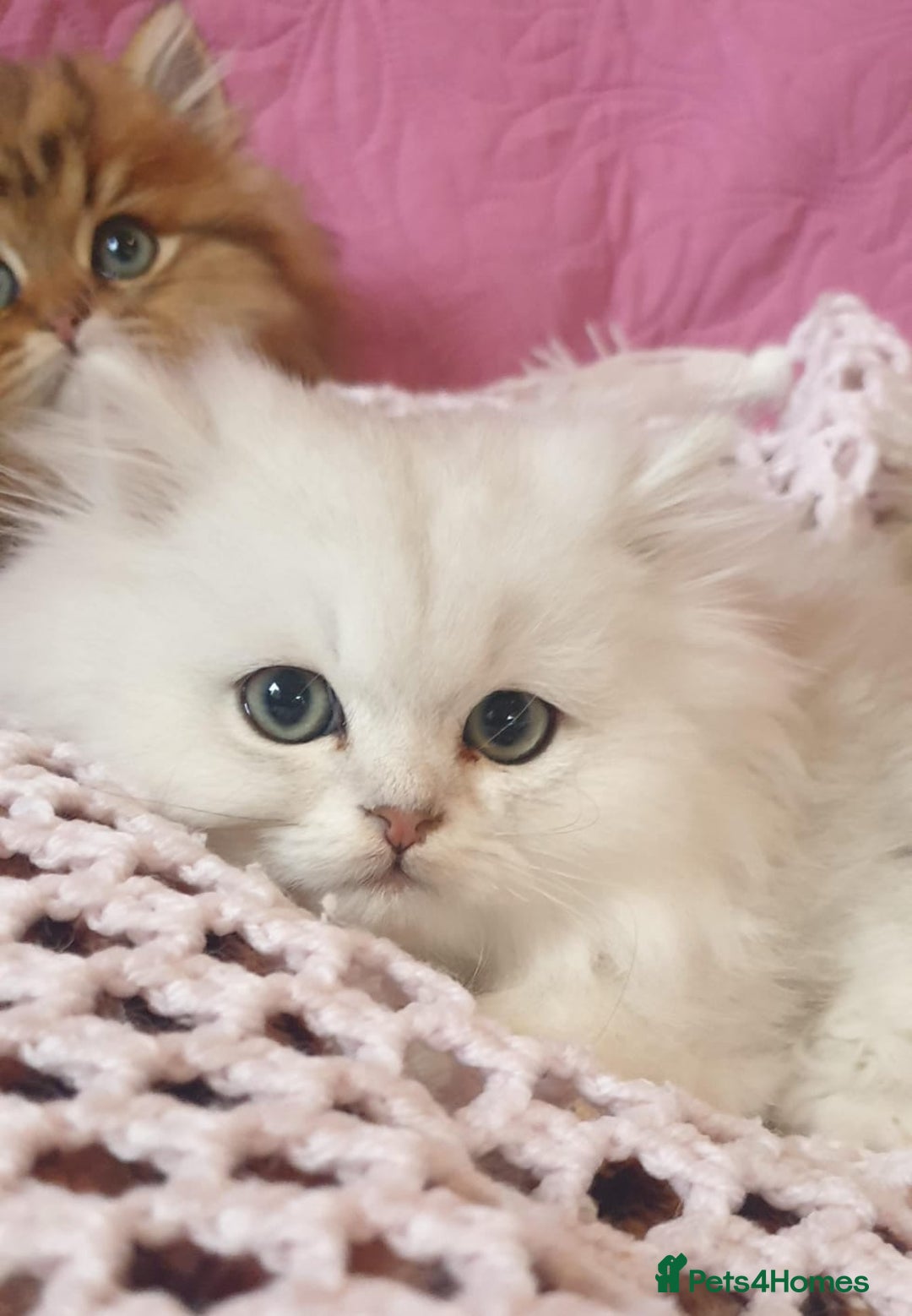 Persian cats for sale: 💖Beautiful Pedigree Chinchilla Persian Kittens. - Advert 11