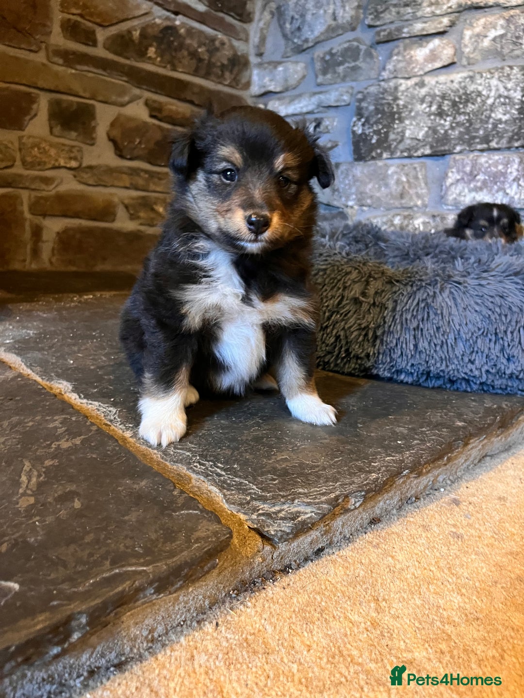 Shetland Sheepdog dogs for sale: Shetland sheepdog puppies  - Advert 5