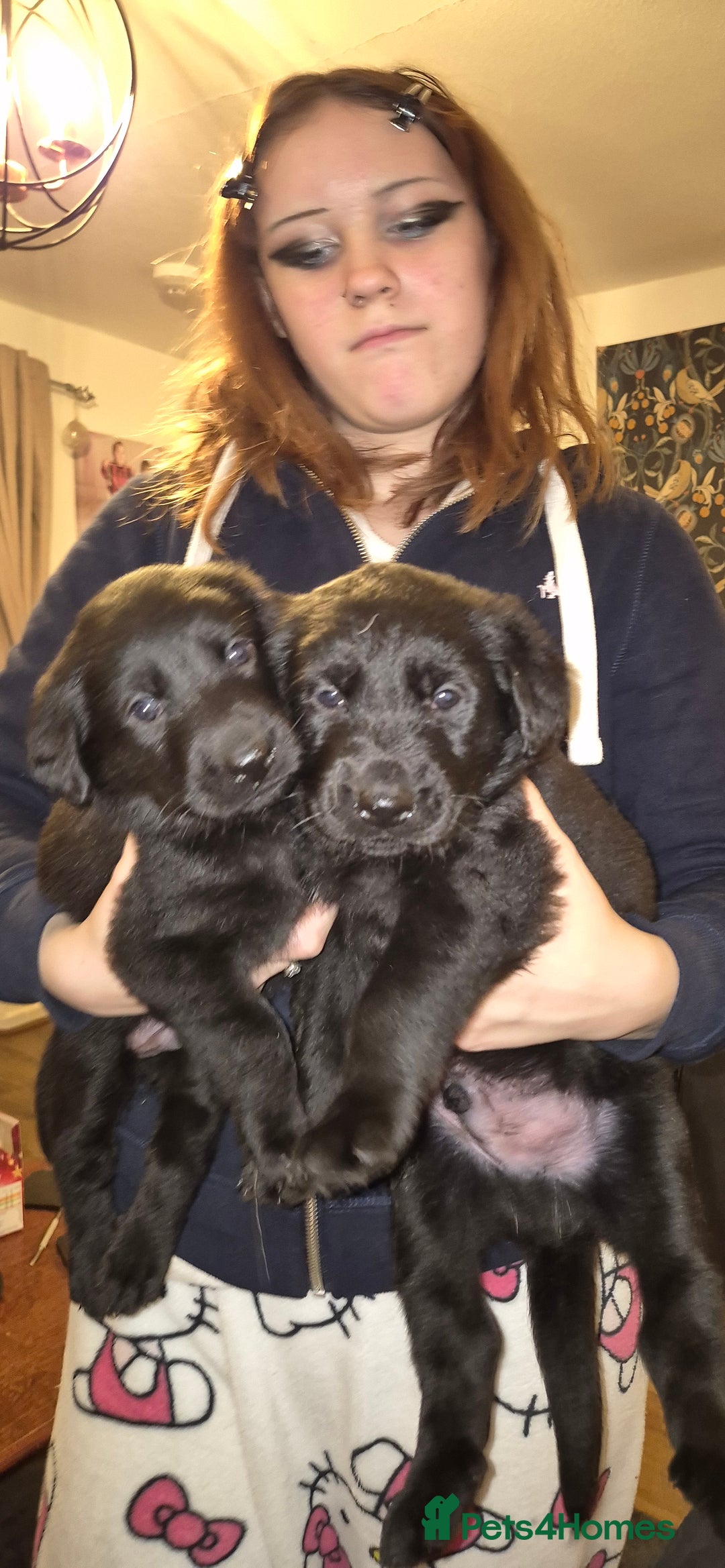 Mixed Breed dogs for sale: Beautiful sheprador puppies  - Advert 9