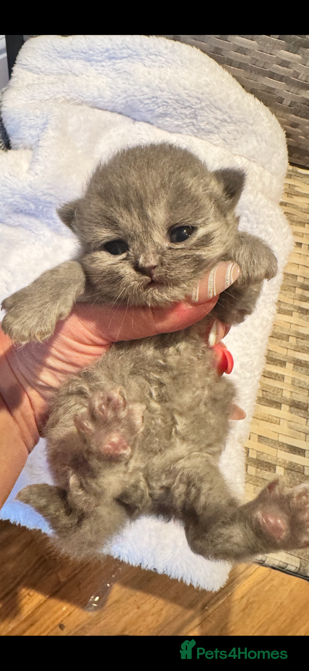 Maine Coon cats for sale: Main coon adorable kittens  - Advert 33