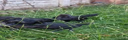 Chickens poultry for sale: Ayam Cemani Chicks – Hatched 12th June – Unsexed - Advert 8
