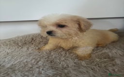 Cavachon dogs for sale: Little of cavachon pups for sale  - Advert 10