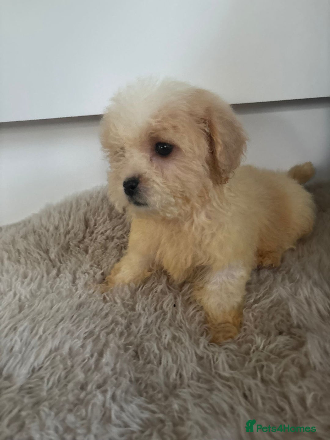 Cavachon dogs for sale: Little of cavachon pups for sale  - Advert 10