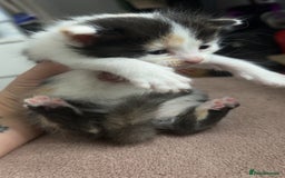 Mixed Breed cats for sale: Stunning mixed litter of kittens - Image 9