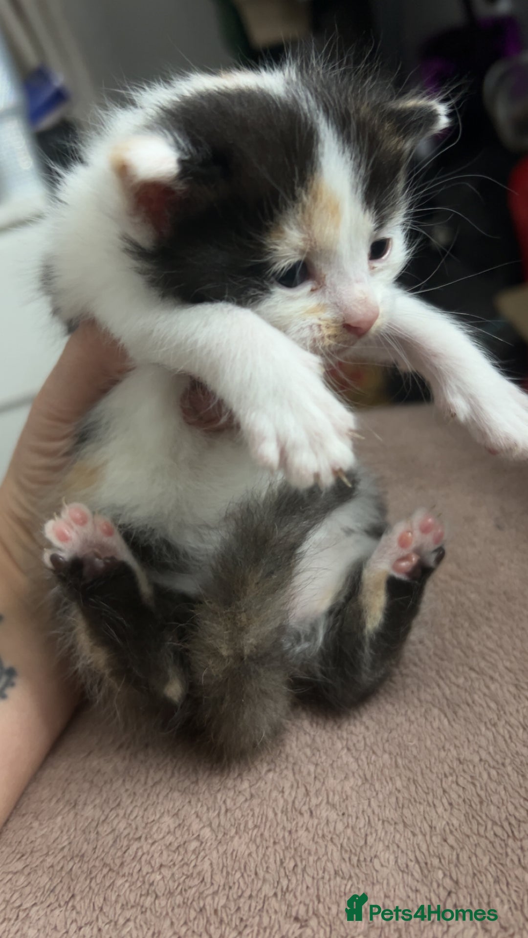 Mixed Breed cats for sale: Stunning mixed litter of kittens - Image 9