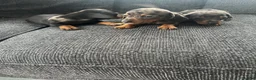 Dachshund dogs for sale: 3 male dachshund puppies  - Advert 4