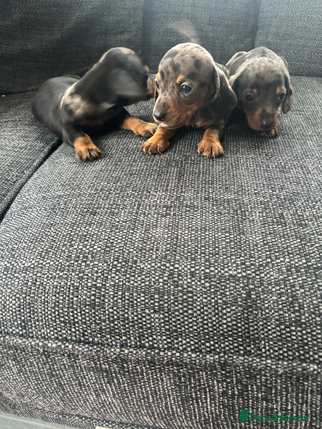 Dachshund dogs for sale: 3 male dachshund puppies  - Advert 4