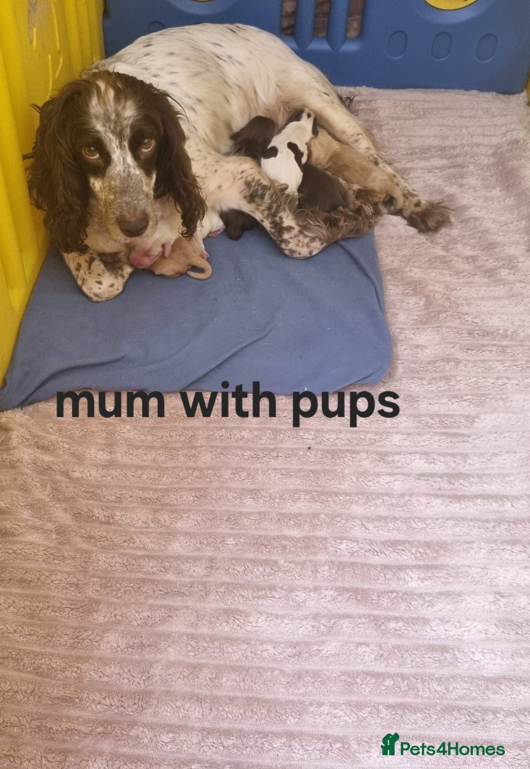 Cocker Spaniel dogs for sale: Beautiful cocker spaniel puppies - Image 38