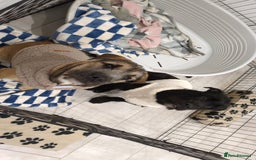 Mixed Breed dogs for sale: 2 loving/energetic pups for rehoming together  - Advert 3