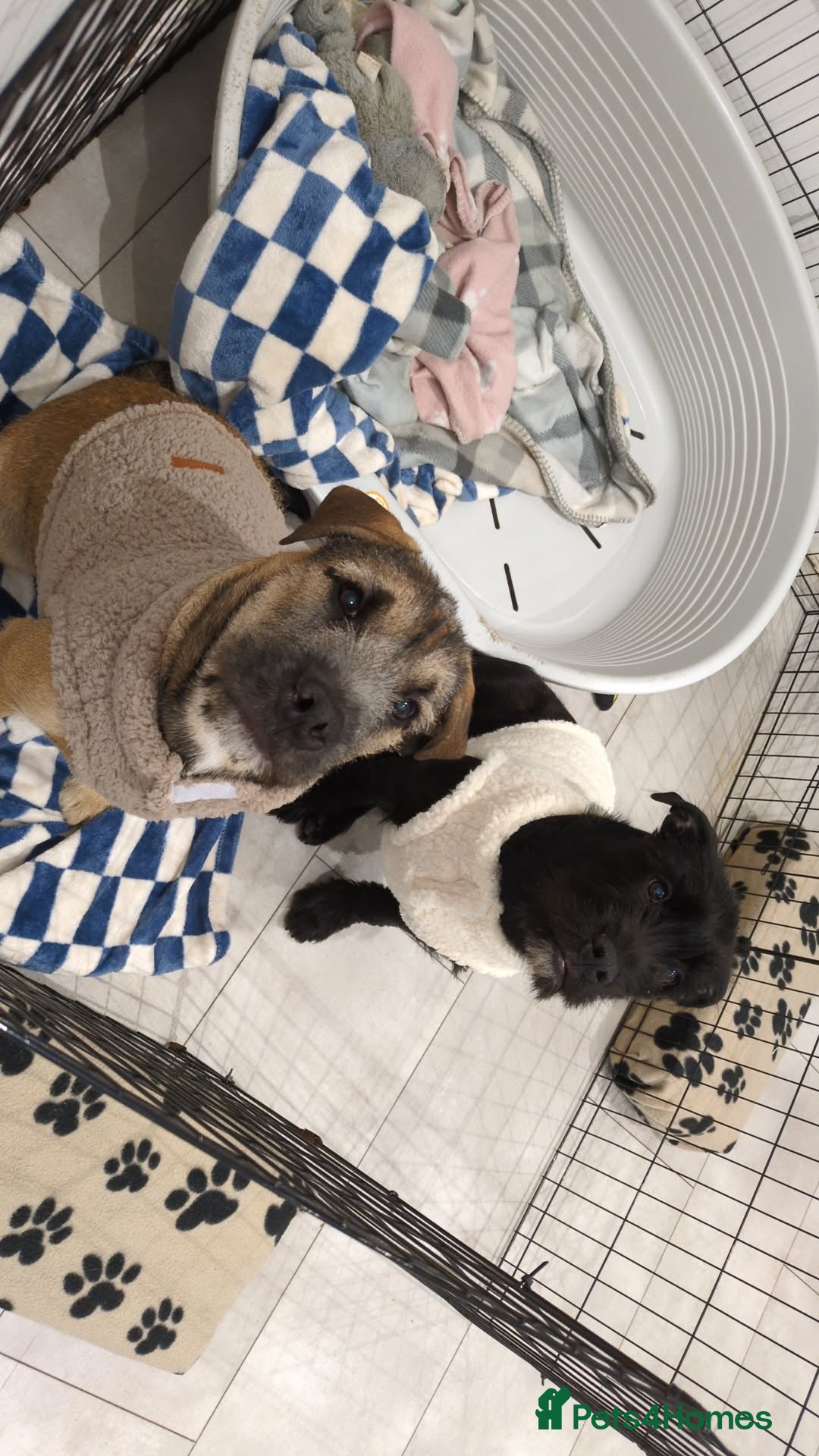 Mixed Breed dogs for sale: 2 loving/energetic pups for rehoming together  - Advert 3