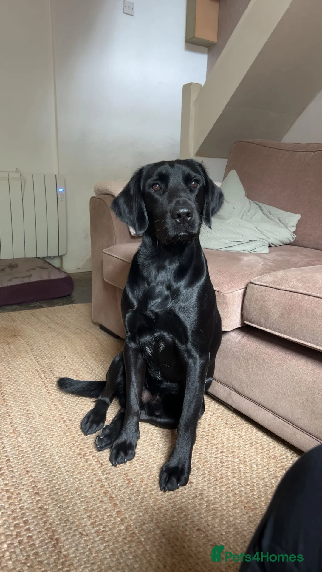 Springador dogs for stud: Homebred Proven Springador stud  - Advert 7