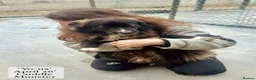 Mixed Breed dogs for adoption: Yo-Na, 2 yrs approx. Available for adoption. in Brixham - Advert 9