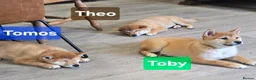 Japanese Shiba Inu dogs for sale: Foxy little shibas - Advert 1