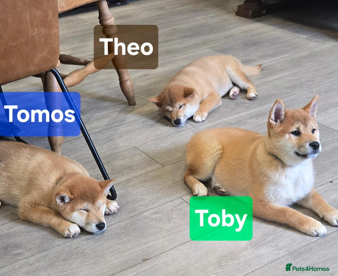 Japanese Shiba Inu dogs for sale: Foxy little shibas - Advert 1