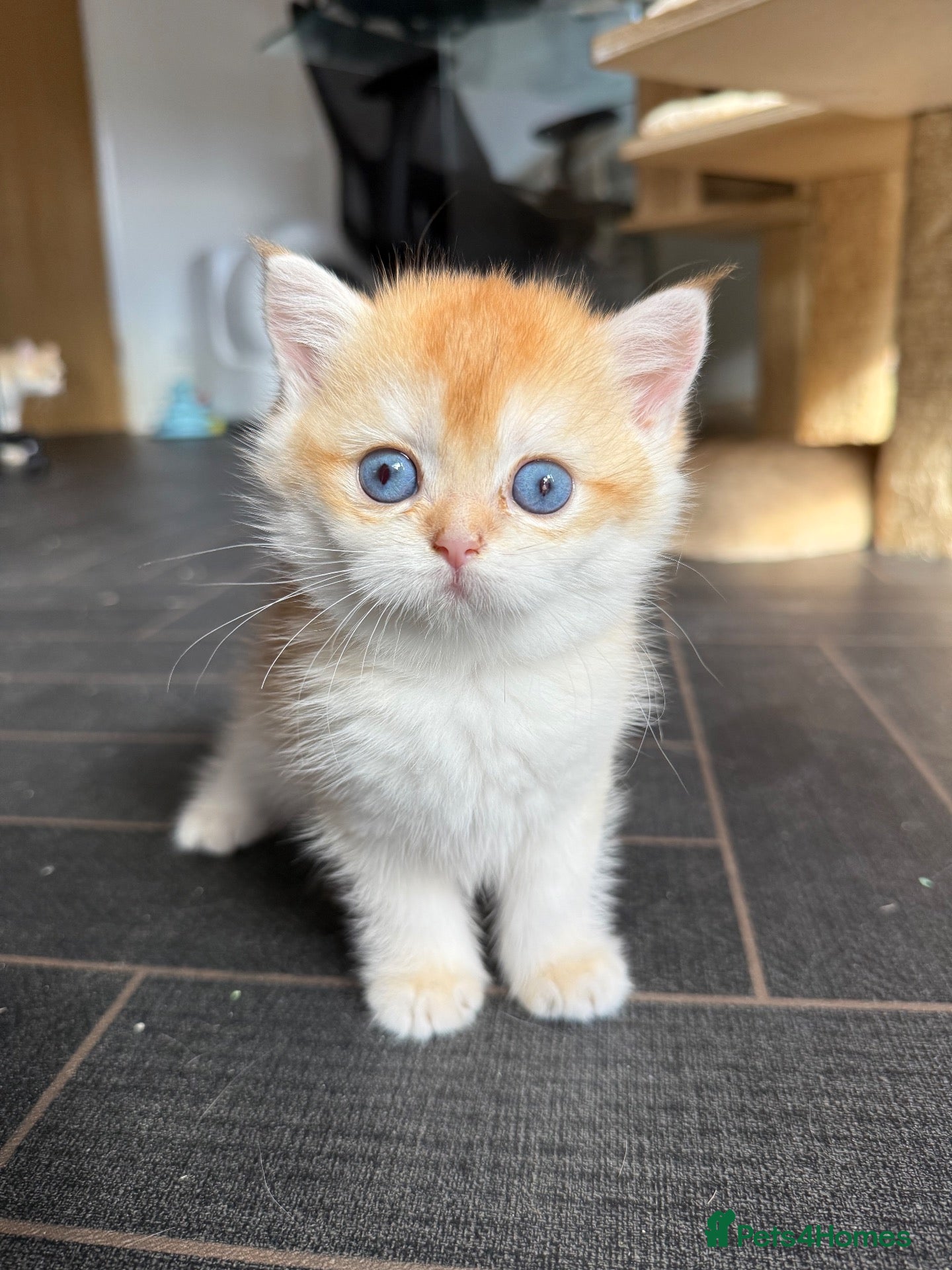 British Shorthair cats GCCF registered Chocolate Golden Kittens - Advert 2