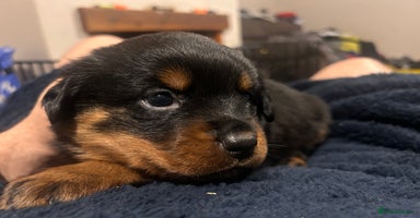 Rottweiler dogs - Advert 9