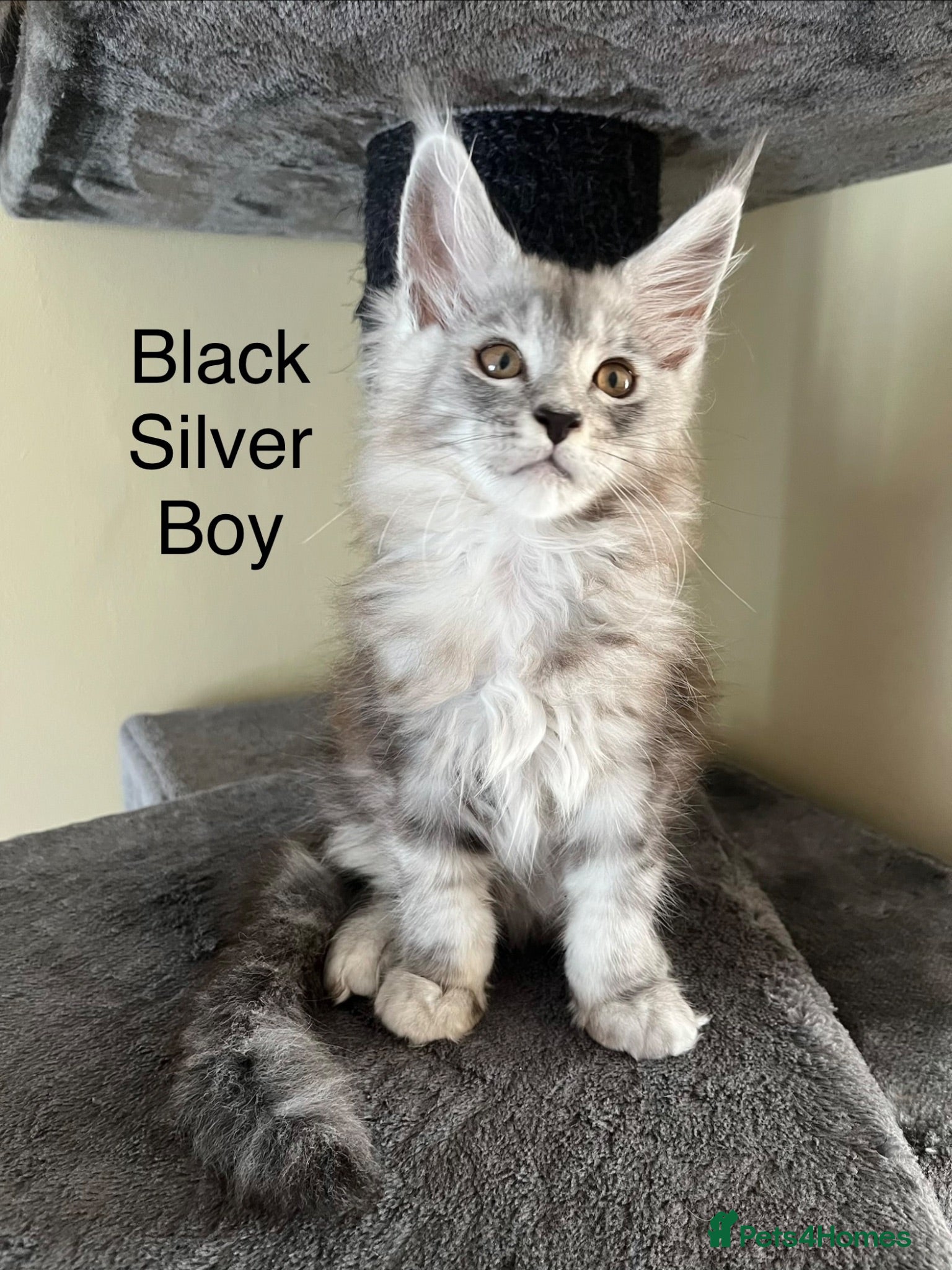 Maine Coon cats Pure Breed Maine Coon Kittens - Advert 2