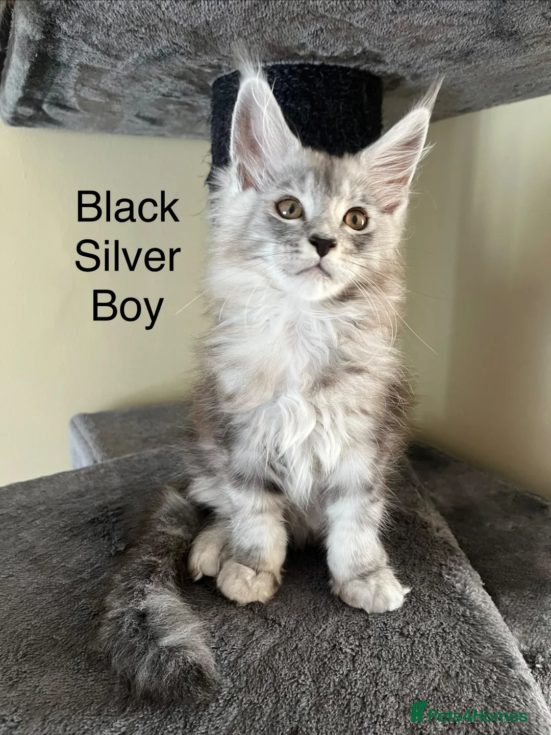 Maine Coon cats for sale: Pure Breed Maine Coon Kittens - Advert 2