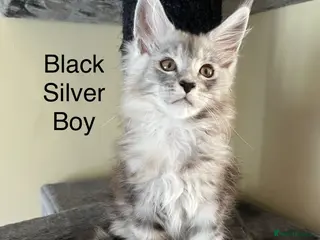 Maine Coon cats Pure Breed Maine Coon Kittens - Advert 2