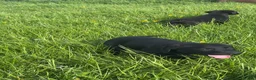 Labrador Retriever dogs for sale: Kc black Labrador puppies  in Welshpool - Advert 5