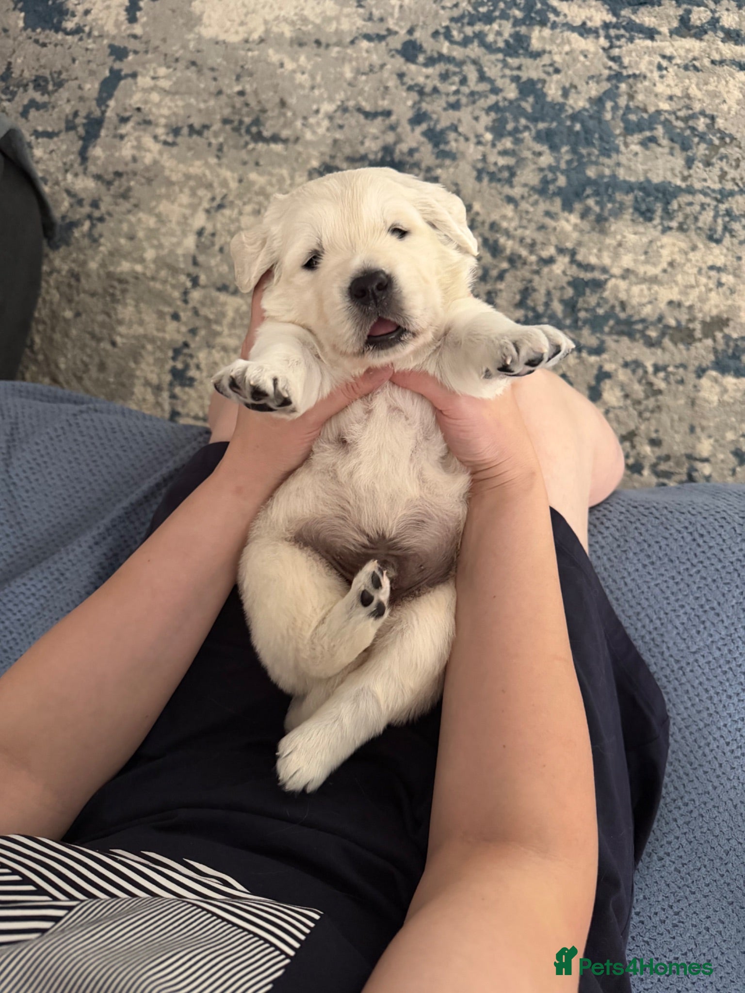 Golden Retriever dogs Beautiful KC Registered Golden retriever puppies - Advert 1