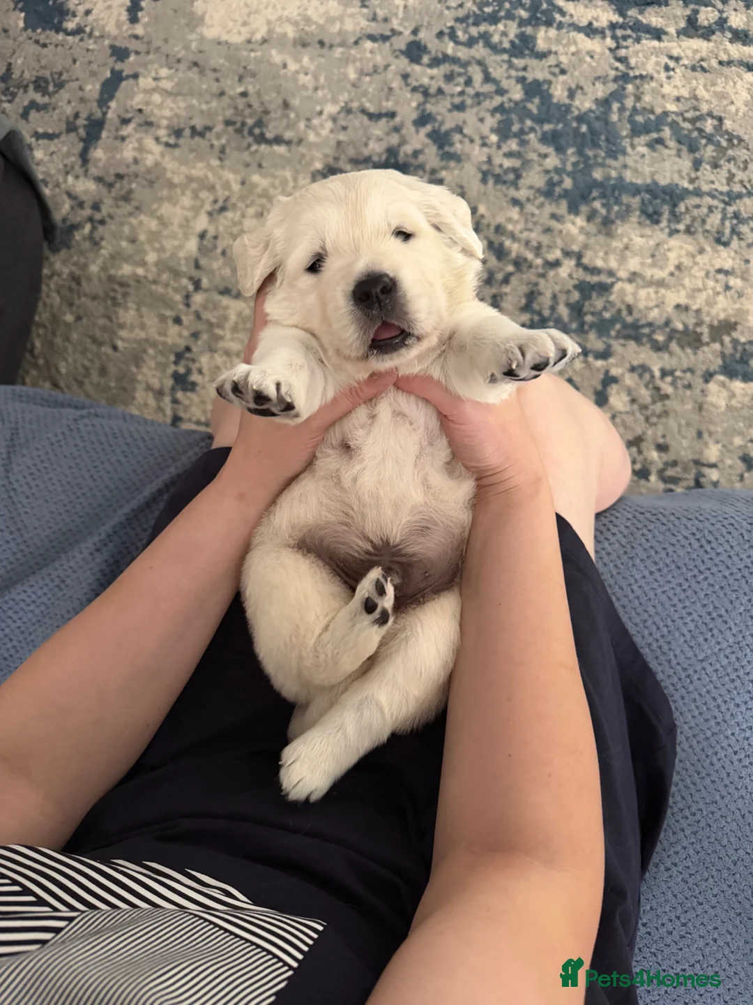 Golden Retriever dogs for sale: Beautiful KC Registered Golden retriever puppies - Advert 1