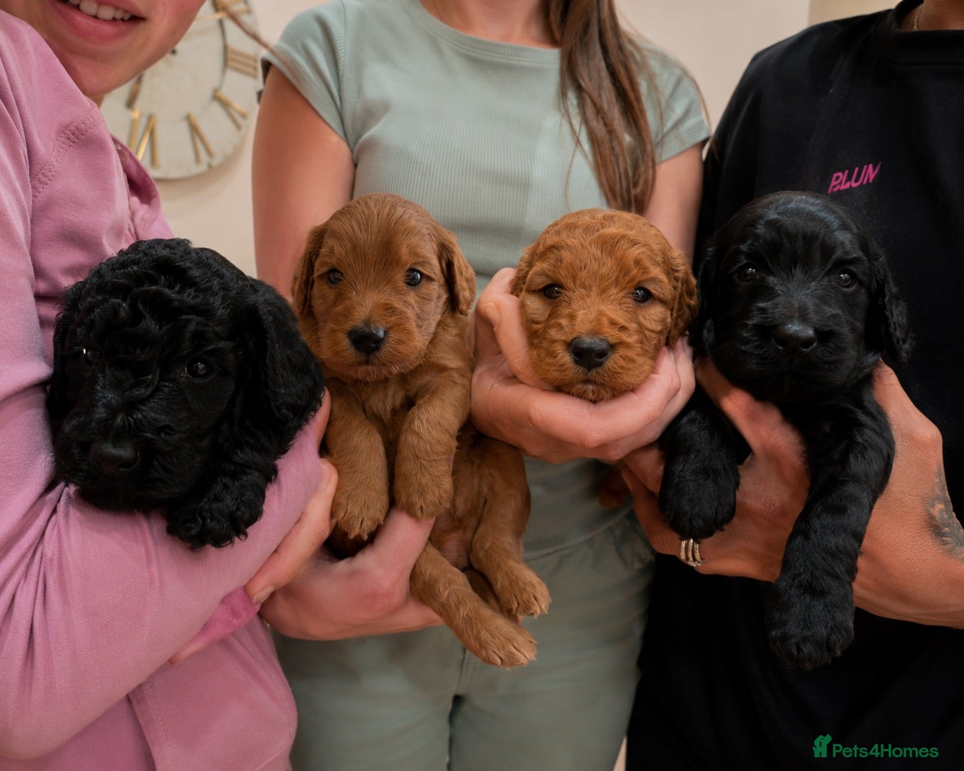 Cockapoo dogs 4 beautiful cockapoos  - Advert 1