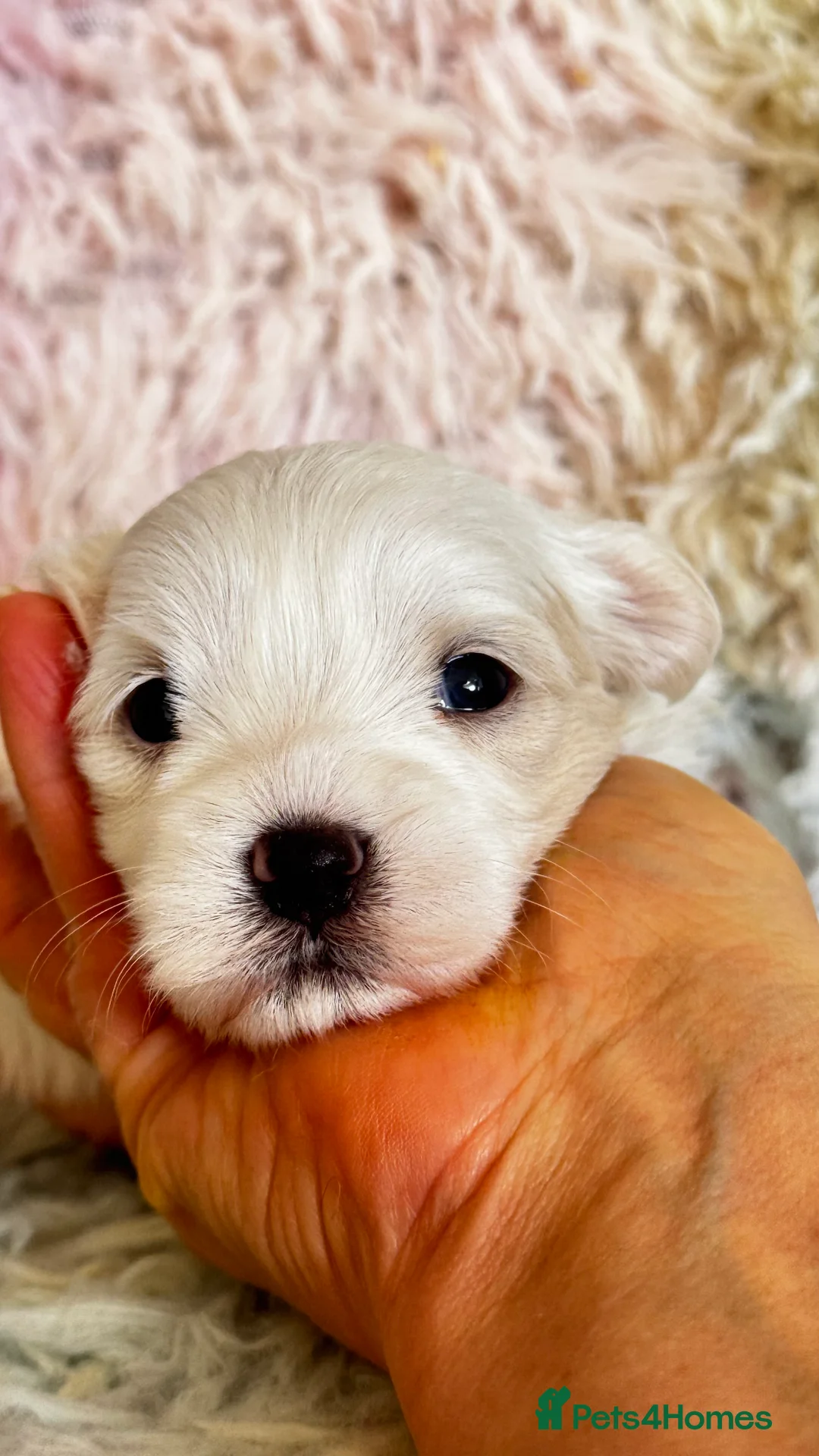Maltese dogs for sale: Kc registered mini Maltese  - Advert 8