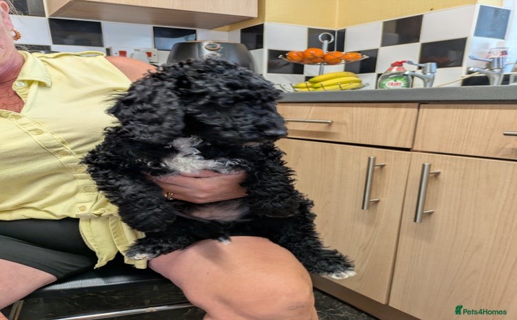 Cockapoo dogs - Advert 3