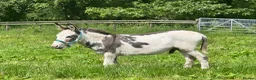 Donkey livestock for sale: 2 donkey gelding for sale - Advert 6