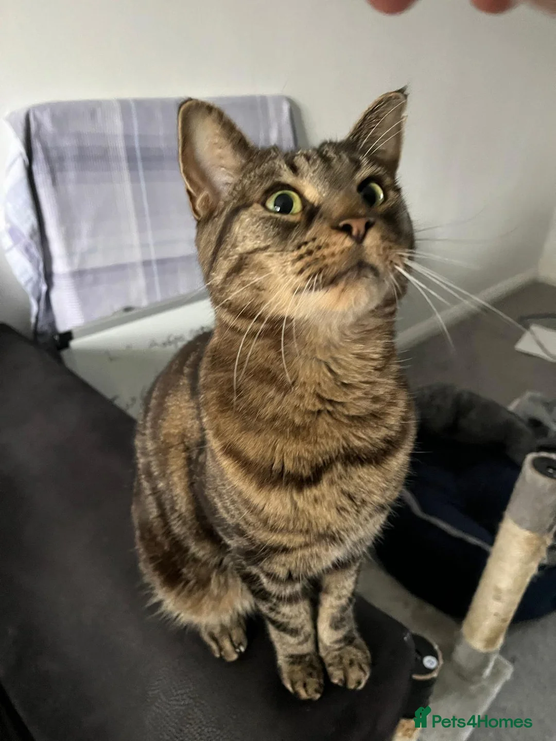 Domestic Shorthair cats for sale: Muzzie  - Advert 4