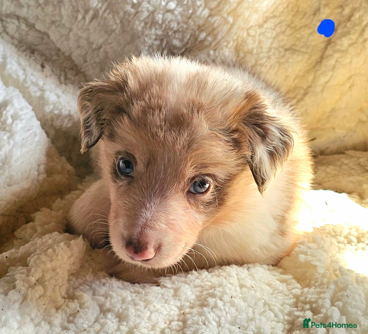 Border Collie dogs Red Merle and Red/white border collie pups - Advert 1