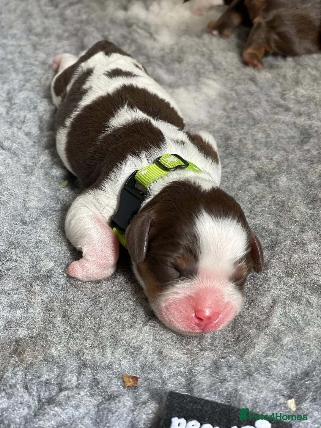 Toy Poodle dogs for stud: Stunning KC None fading Chocolate Phantom stud in Rickmansworth - Advert 28